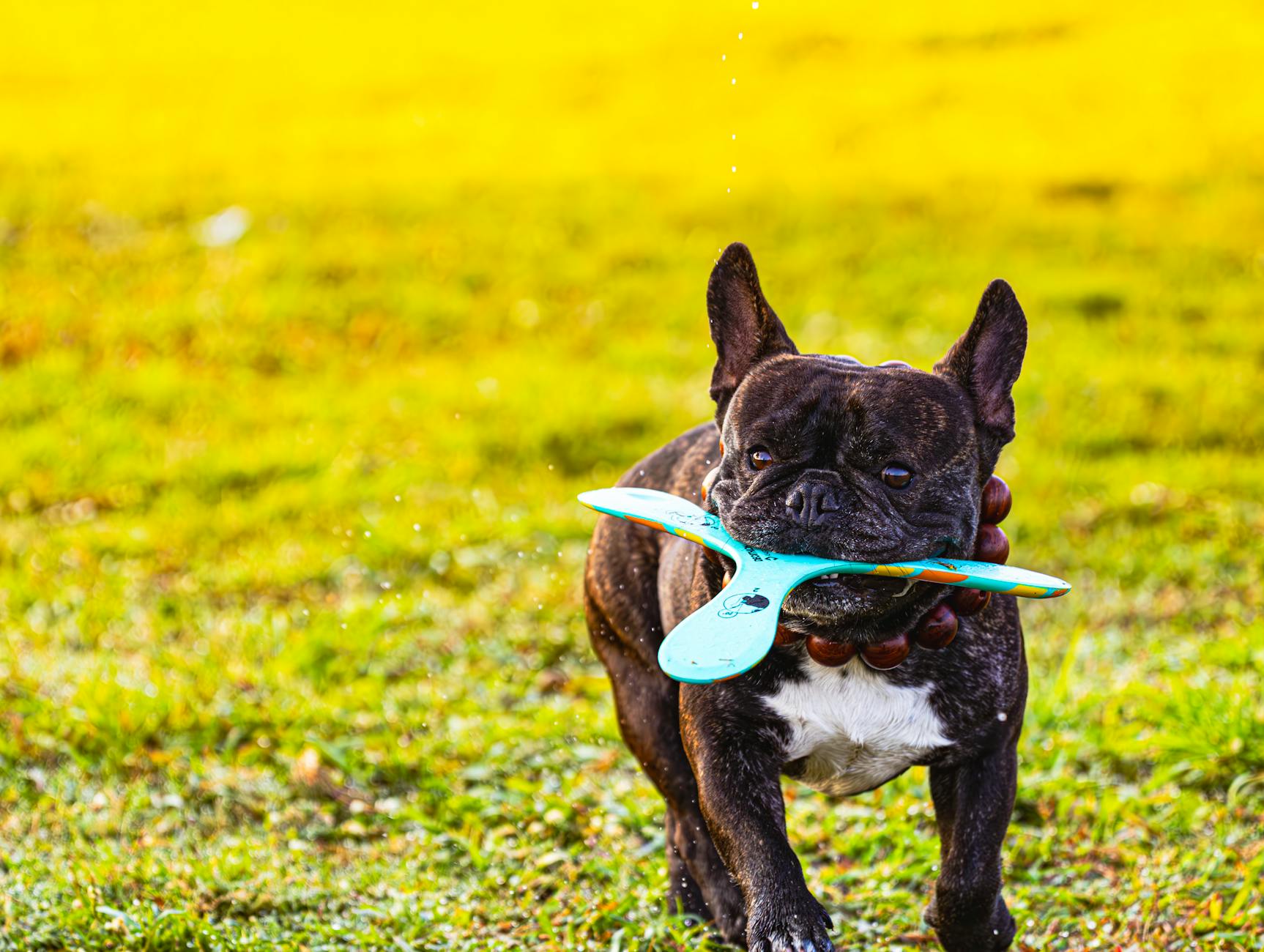 French Bulldog Puppy Price UK: Complete Pricing Guide for UK Buyers - zdjecie w tresci