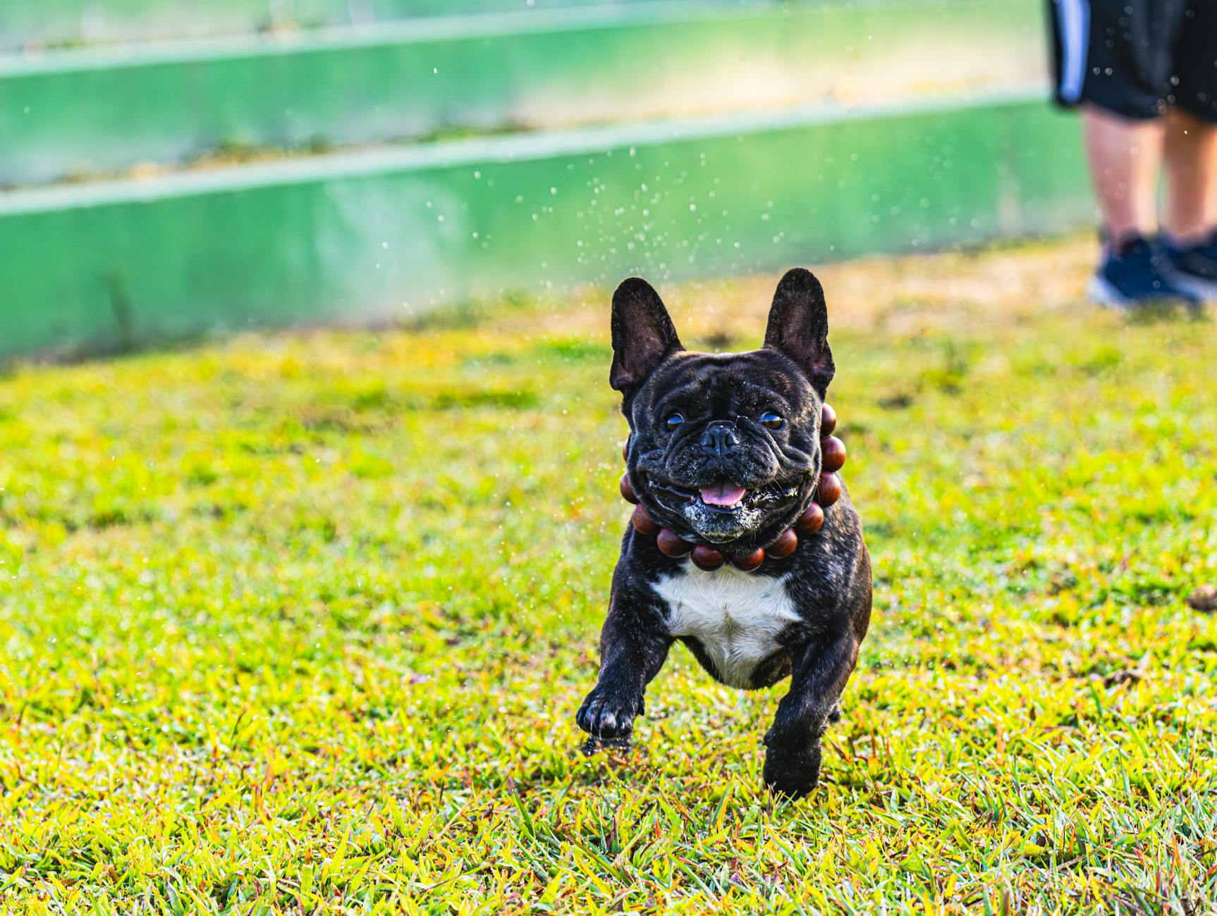 French Bulldog Puppy for Sale Cheap - Quality Breeders Across the UK - zdjecie w tresci
