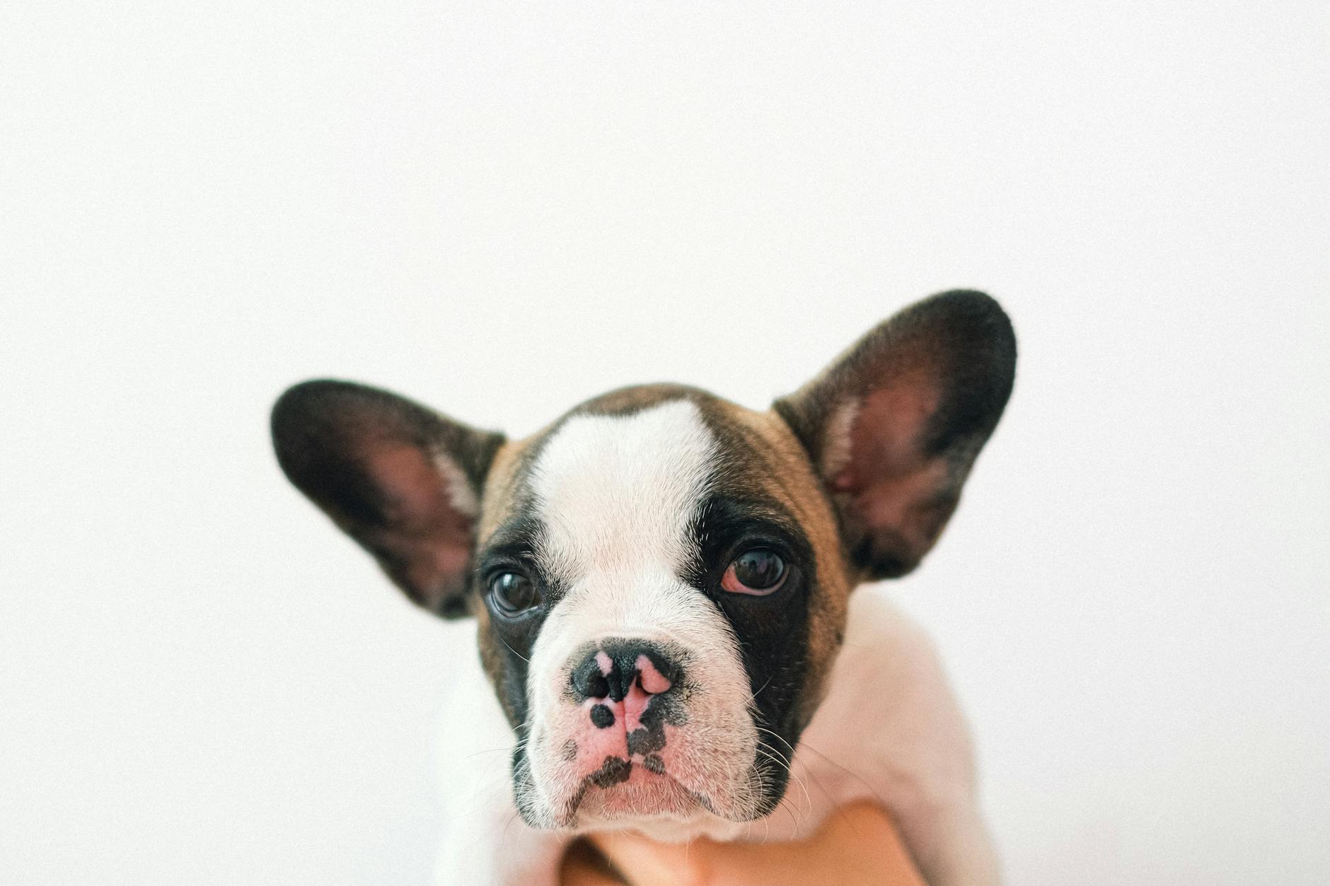 Puppy for Sale French Bulldog: Your Complete UK Guide - zdjecie w tresci
