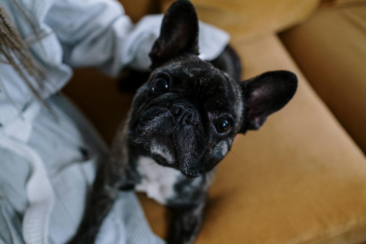 French Bulldog Puppy for Sale Cheap - Quality Breeders Across the UK - ilustracja artykulu