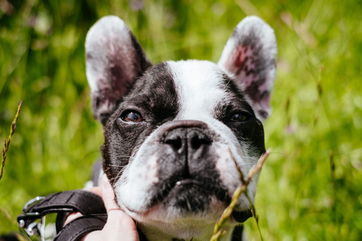 Chronic Bronchitis Support for Dogs: A Practical UK Owner's Guide - ilustracja artykulu