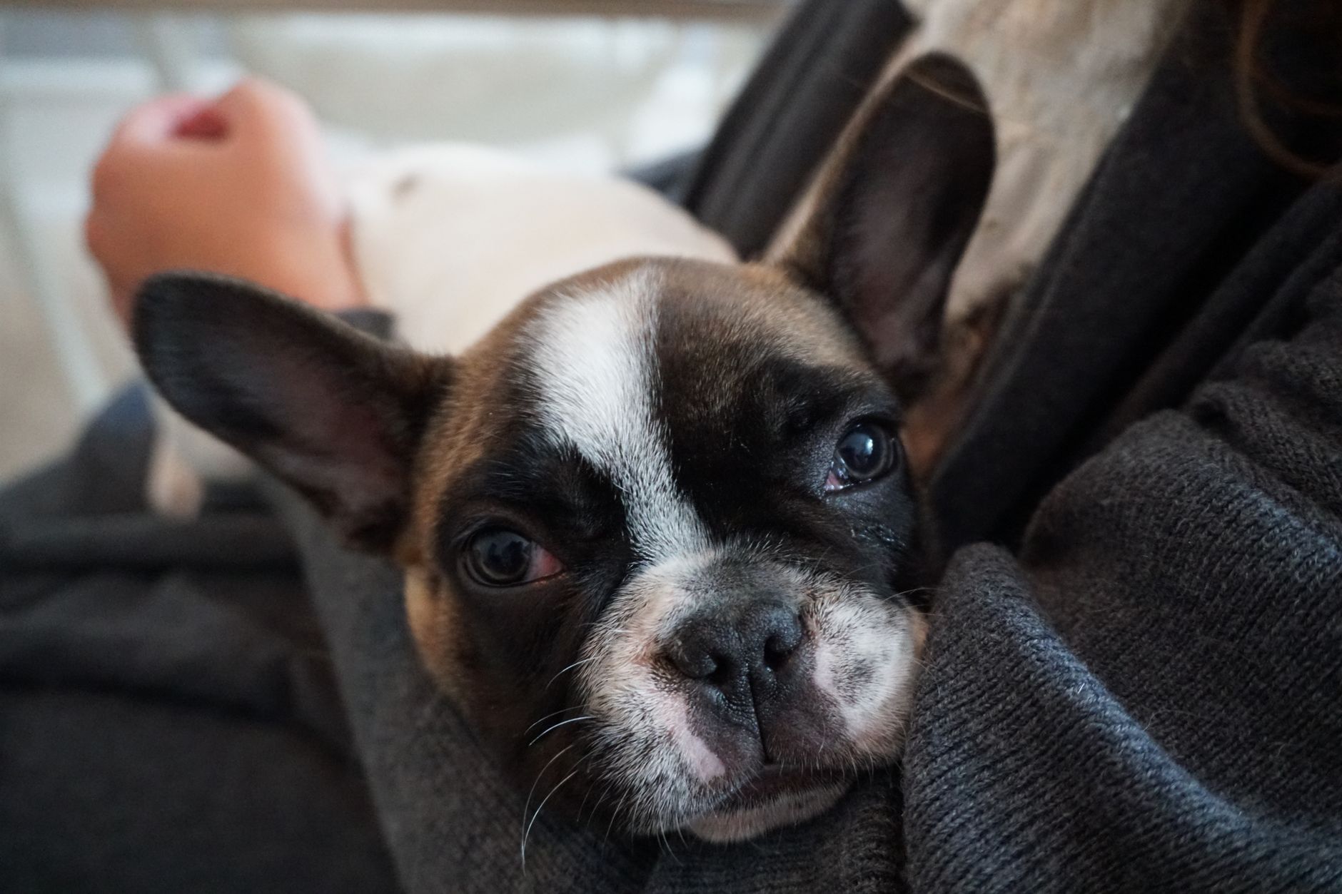 Chronic Bronchitis Support for Dogs: A Practical UK Owner's Guide - zdjecie w tresci