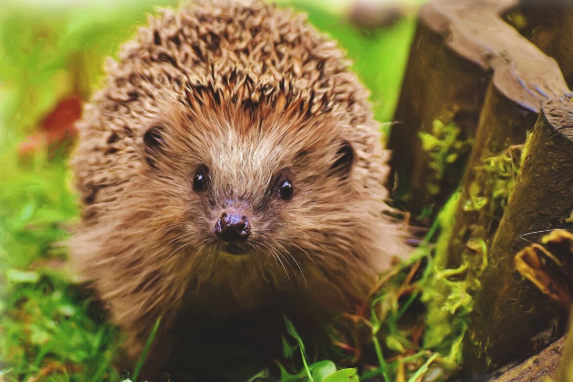Hedgehog Highway Neighbourhood Scheme UK: How to Connect Every Garden on Your Street - ilustracja artykulu