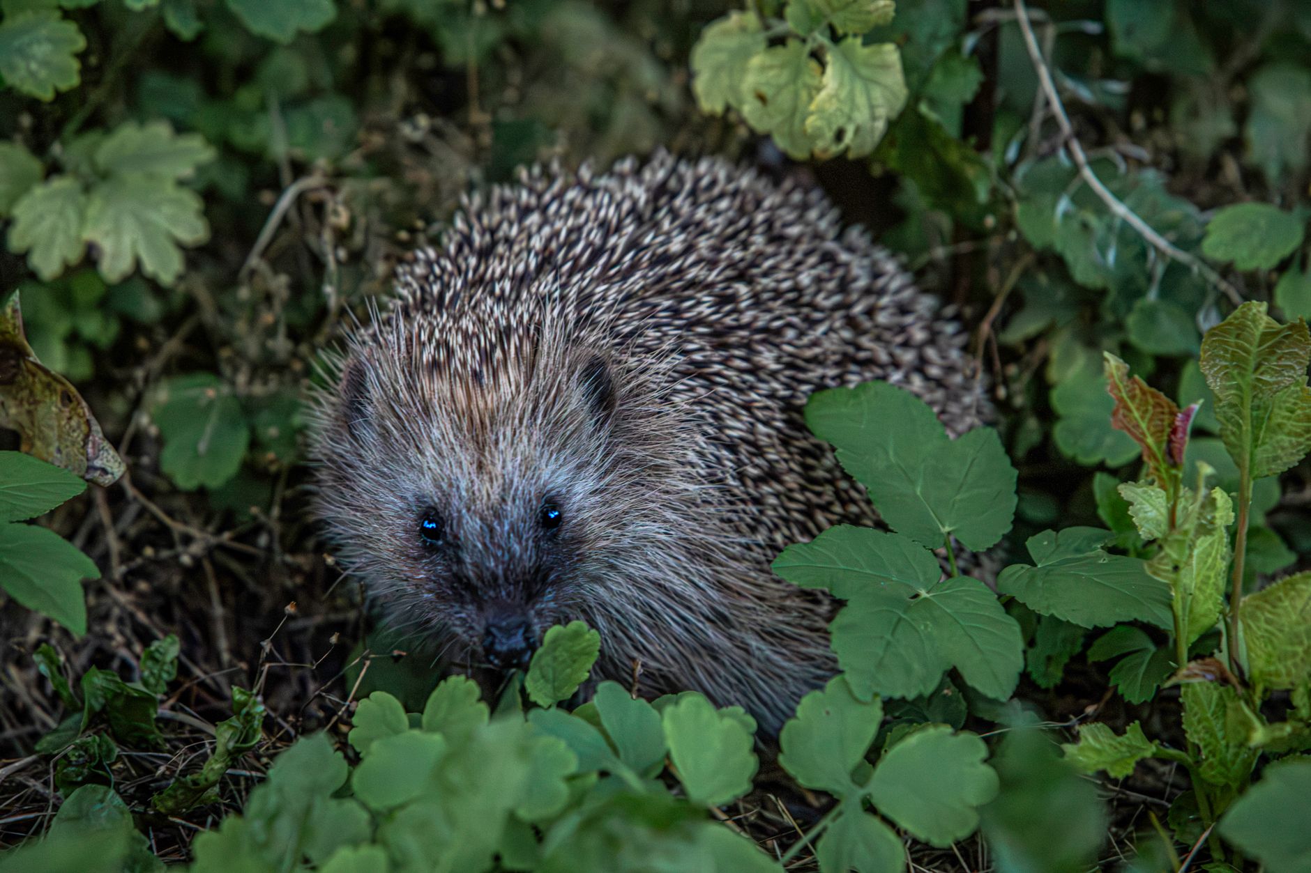 Hedgehog Highway Neighbourhood Scheme UK: How to Connect Every Garden on Your Street - zdjecie w tresci